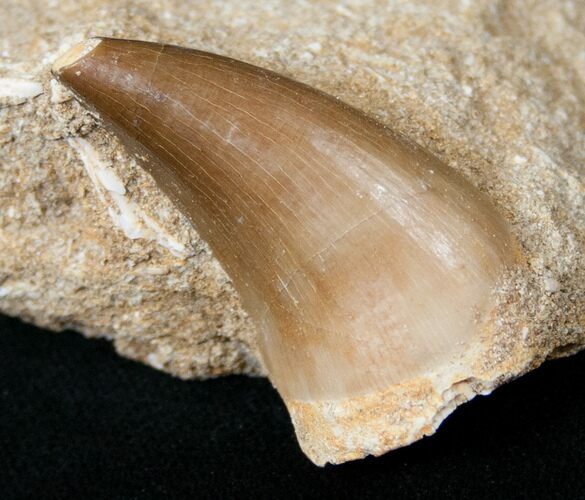 Mosasaur (Eremiasaurus) Tooth In Matrix #14246